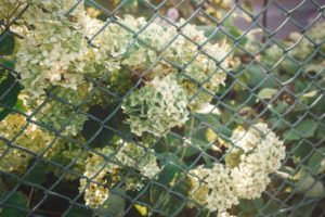Chain Link Fence Cost for Tampa